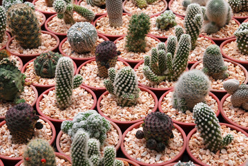 Many White thorn Cactus or Mammillaria backebergiana in red pot at cactus farm. green nature desert houtplant abstract texture