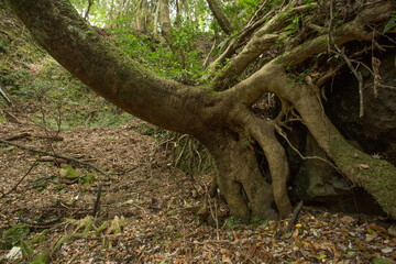 盛り上がった根から生える巨木