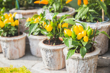 Decorative yellow peppers in a flower shop