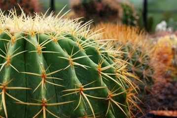 Closeup green Cactus with yellow thorn The genus Mammillaria is one of the largest in the cactus family. beautiful green nature plant abstract 