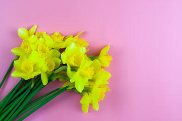 bouquet of yellow daffodils on a pink background with copyspace