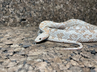 close up of a rattlesnake