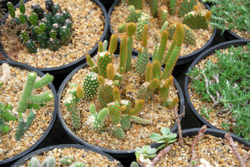 Bunny Ear Cactus set or mickey mouse cactus on the pot  - Green nature desert houseplant abstract 