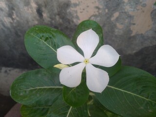 White Periwinkle Flower