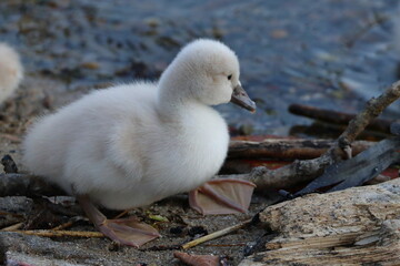 swan chick - 431148411