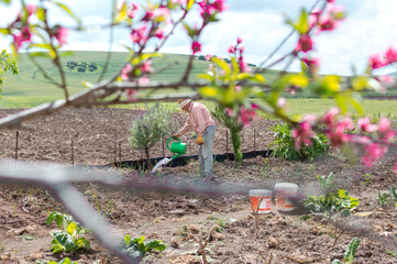 Old farmer in the countryside watering the vegetable garden with a watering can.