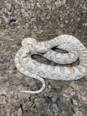 snake in the sun