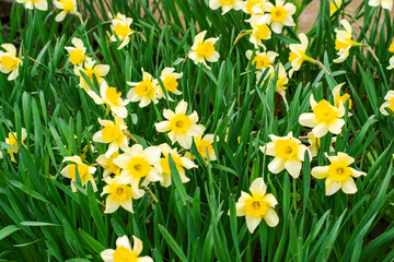 background of daffodils blooming in the garden in spring