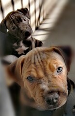 Cachorros de pitbull negro y marron