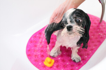 grooming. Bathing the dog in the shower.