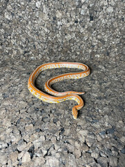 snake on the road