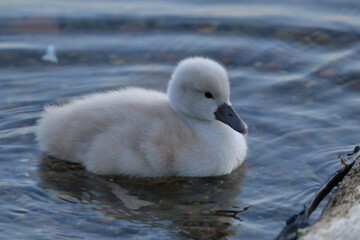 swan chick - 431148842