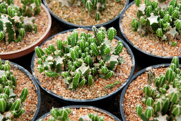Cactus or call fairy castle cactus. Scientific name is Acanthocereus tetragonus 'Fairy Castle' This small, slow-growing variety has dark green stems studded with white spines
