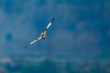 A marsh harrier in the air