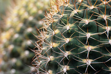 Naklejka na ściany i meble Closeup Desert Cactus Plant with blurred black Background. The genus Mammillaria is one of the largest in the cactus family. Beautiful Detail and backdrop 