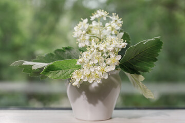 The white blossoms of the mountain ash close up. White flowers in a small white vase on a blurred green background for design on the theme of spring, spring wedding, decor.