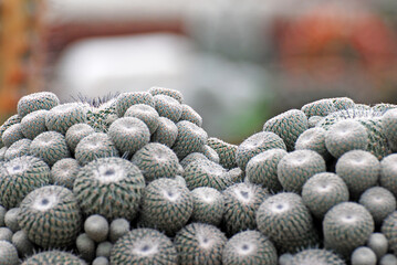 White cactus or call Mammillaria humboldtii at Cactus farm. Tropical Plant backdrop and beautiful detail