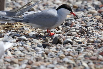common tern ring - 431150491