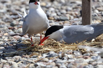 common tern ring - 431150619