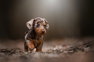 Little Merle Dachshund Puppy, puppies of small rabbit dachshund