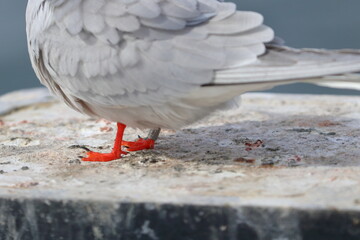 common tern ring - 431151058