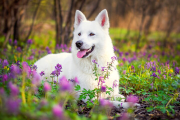 white dog in the spring in the garden