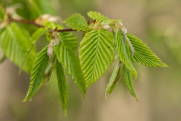 Frische Buchenblätter im Frühling 