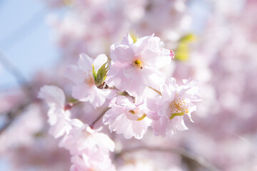 祇園四条の桜