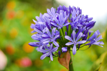 Blue flowers with pollen and dew on bokeh background