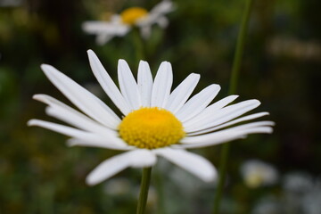 Obraz premium daisy flower