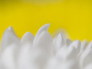 黄色と白の花の背景素材