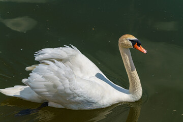 Naklejka premium Schwan