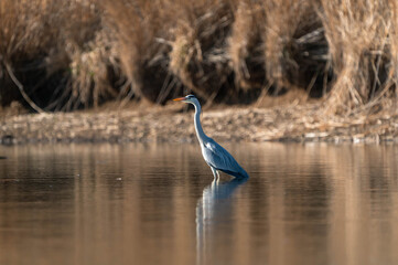Grey heron