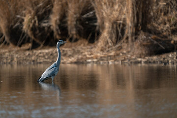 Grey heron
