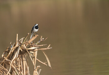 Closeup of a White Wagtail