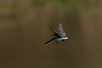 Closeup of a White Wagtail