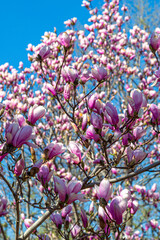 Magnolia Tree