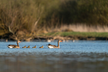 Canada Goose family swimming in the lake