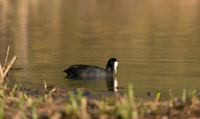 The Eurasian coot in water