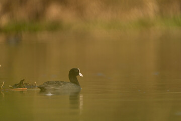 The Eurasian coot in water