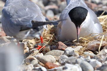 common tern - 431152832