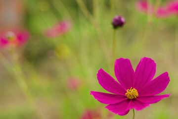 Pink flower in the garden with unfocused background