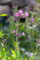 Blumen im Steingarten