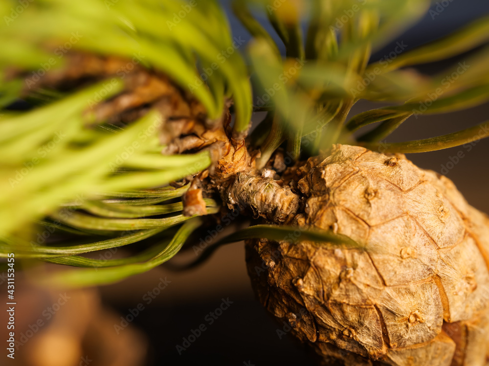 Poster macro shot of a cedar cone on the branch - for backgrounds and textures