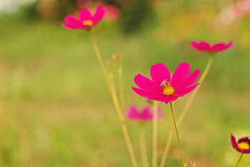 Obraz na płótnie Canvas Pink flower with bee in the garden