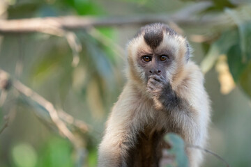Naklejka na ściany i meble The Hooded capuchin monkey (Cebus apella cay)