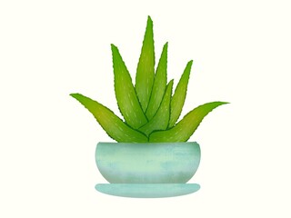 aloe vera plant