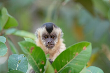 The Hooded capuchin monkey (Cebus apella cay)