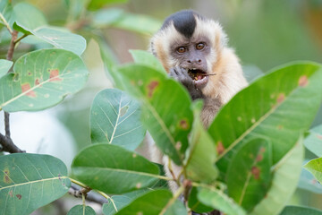 The Hooded capuchin monkey (Cebus apella cay)