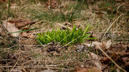 Wild nature photography in early spring, when green grass through.